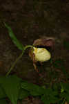 Kentuckey lady's slipper